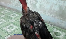 插鸡视频,揭秘趣味互动背后的科技魅力